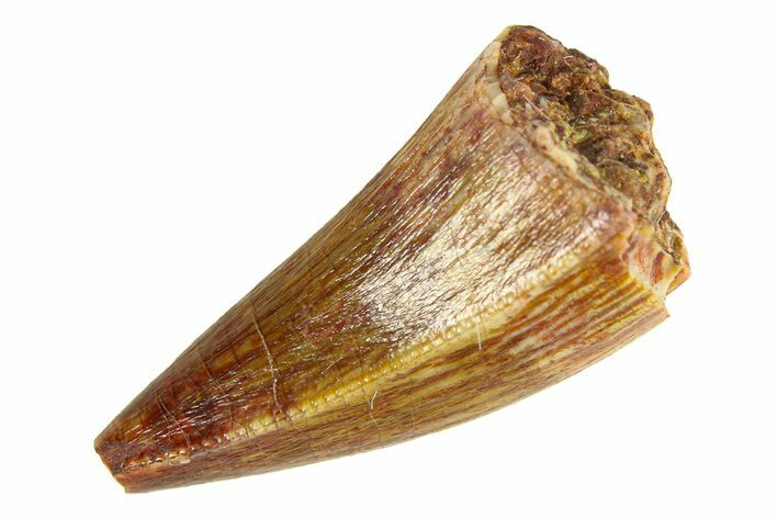 Serrated, Triassic Fossil Phytosaur Tooth - New Mexico #294970